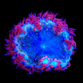 Ultra Rock Flower Anemone
