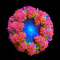 Ultra Rock Flower Anemone