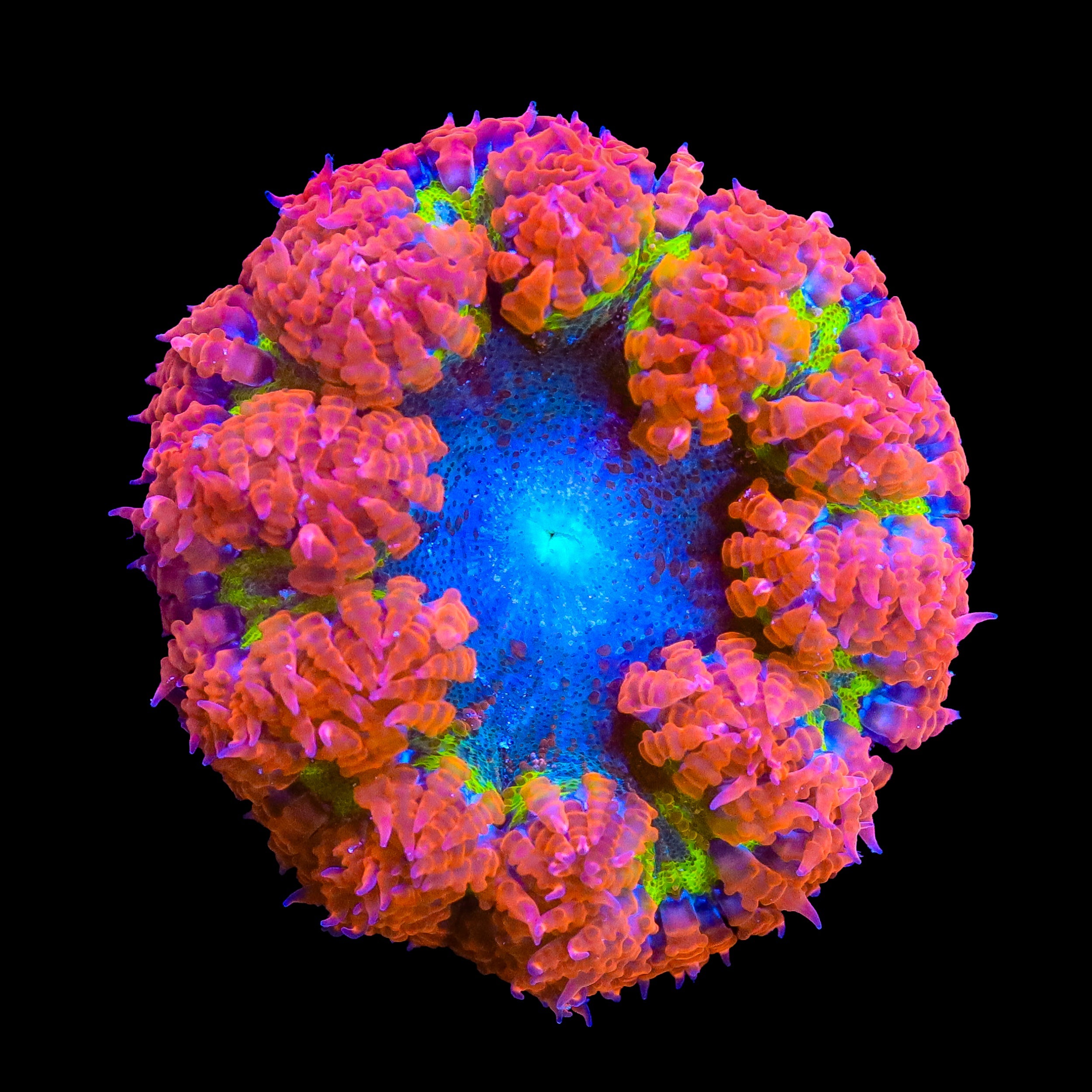 Ultra Rock Flower Anemone