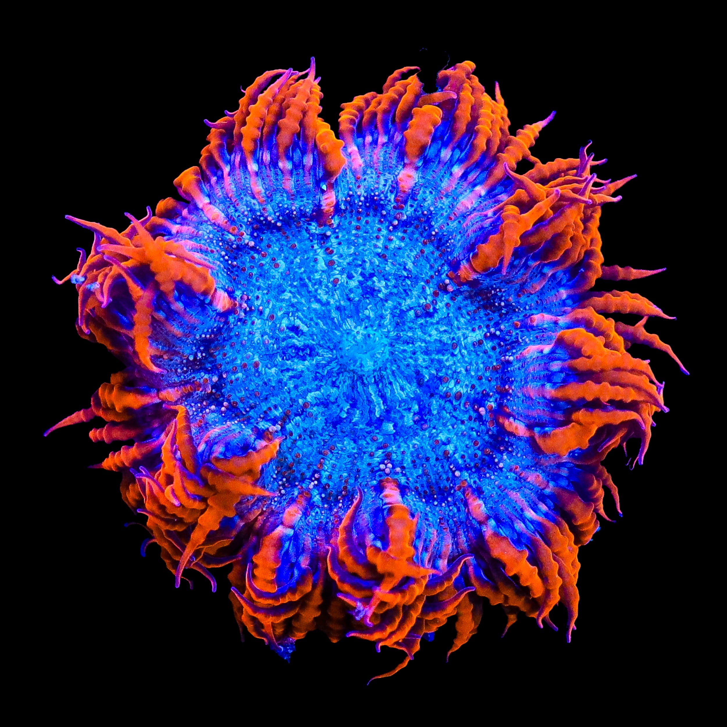 Ultra Rock Flower Anemone
