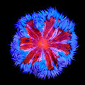 Ultra Rock Flower Anemone