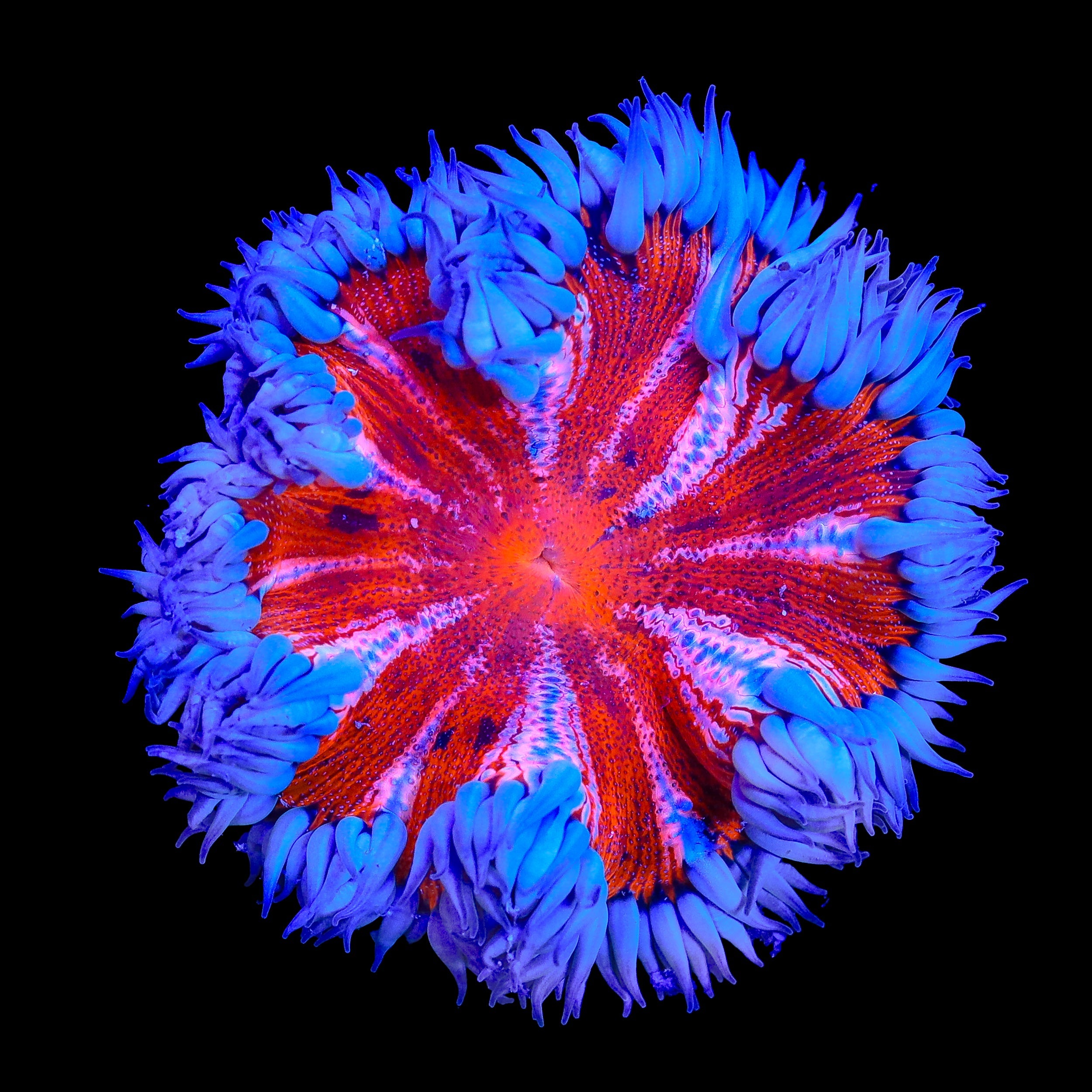Ultra Rock Flower Anemone