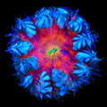 Ultra Rock Flower Anemone
