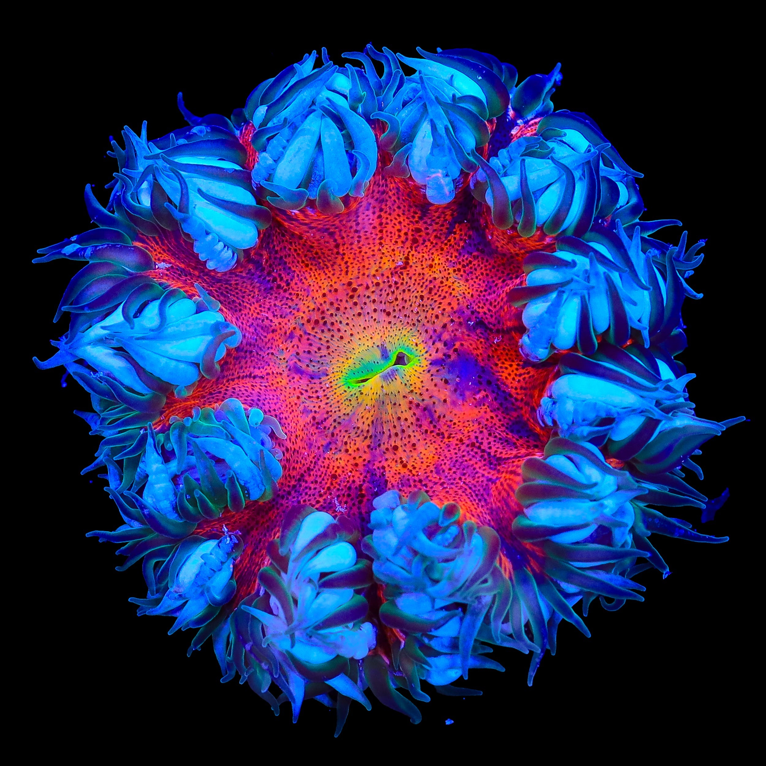 Ultra Rock Flower Anemone