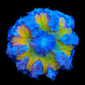 Ultra Rock Flower Anemone