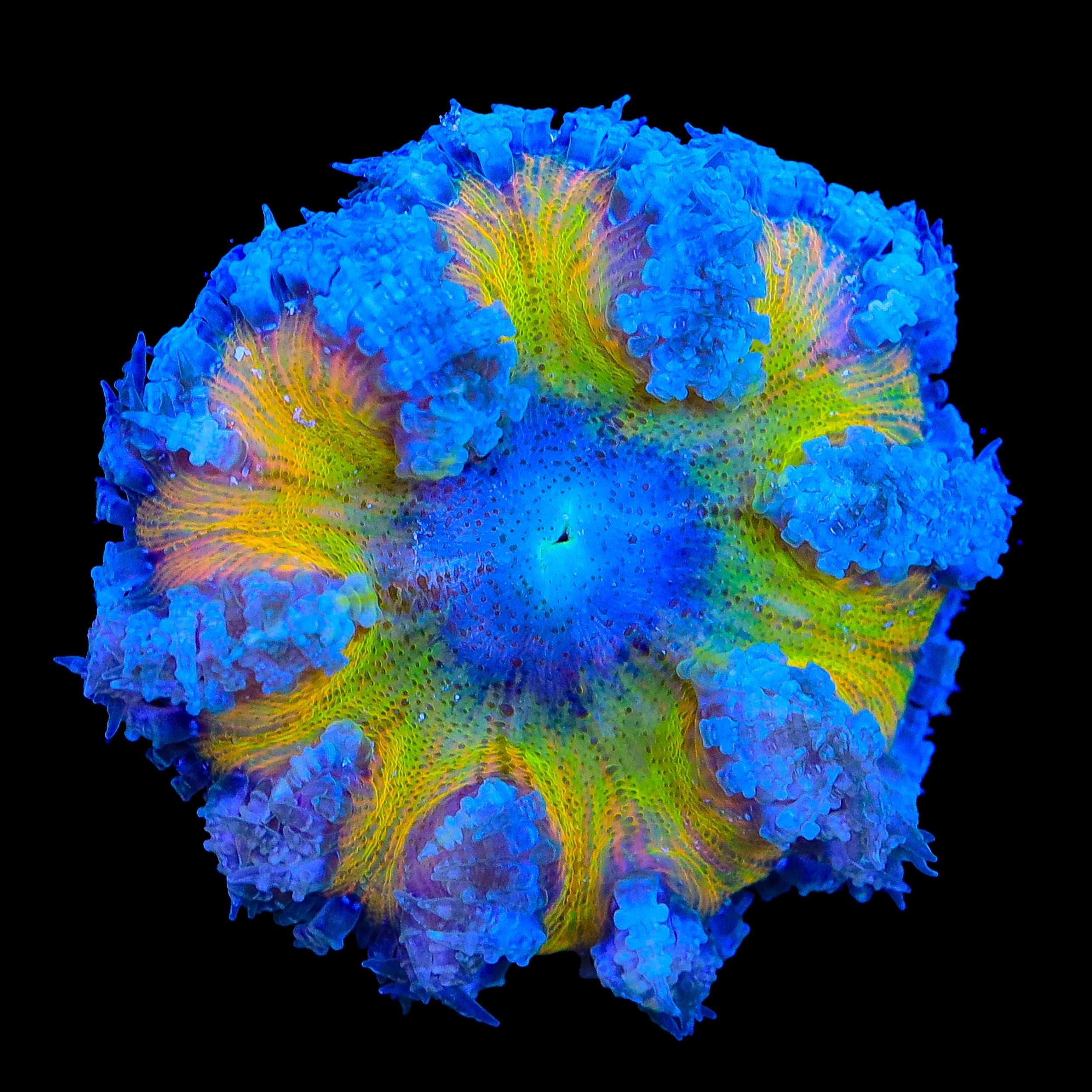 Ultra Rock Flower Anemone