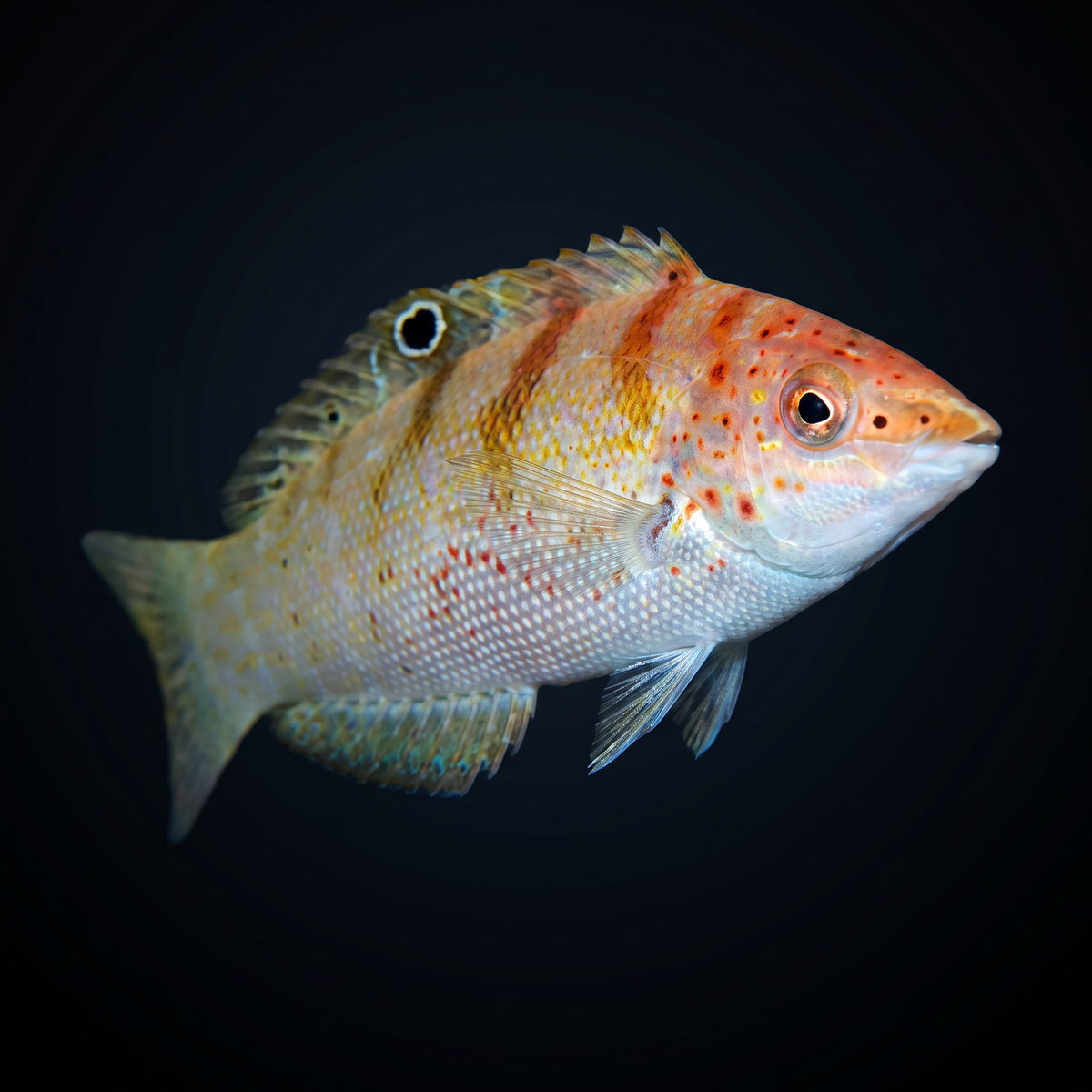 Batu Coris Wrasse saltwater fish care guide