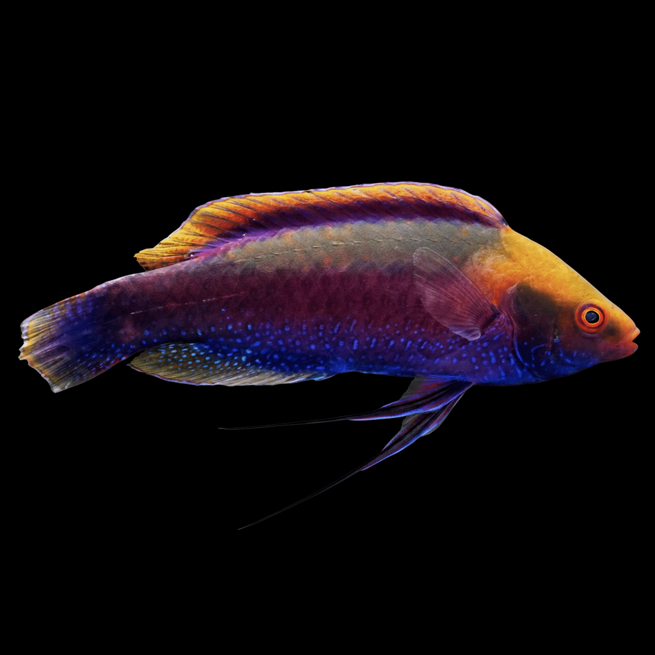 Beau’s Fairy Wrasse saltwater fish care guide