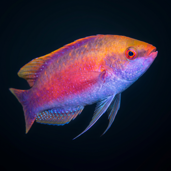 Beau’s Fairy Wrasse saltwater fish care guide