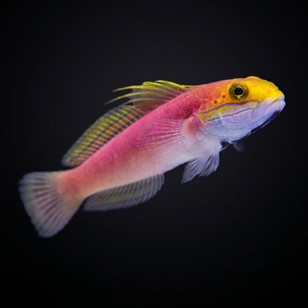 Bella Sleeper Goby saltwater fish care guide