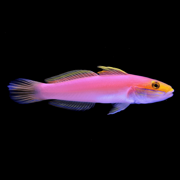 Bella Sleeper Goby saltwater fish care guide