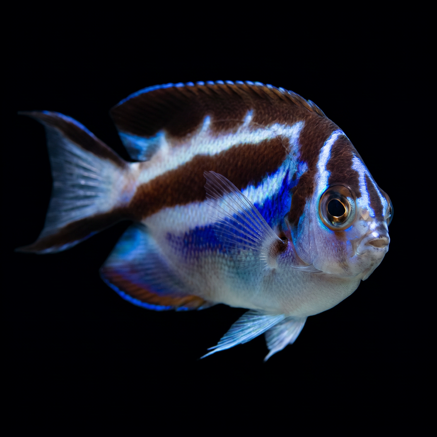 Bellus Angelfish - Female
