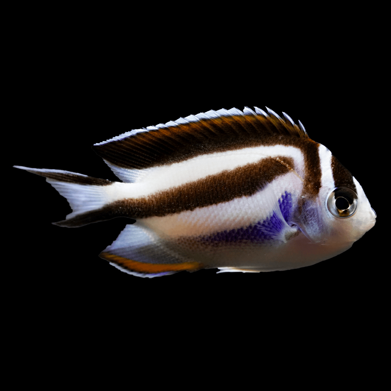 Bellus Blue Angelfish