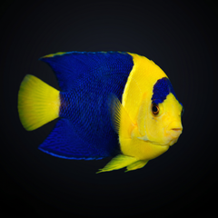 Bicolor Angelfish