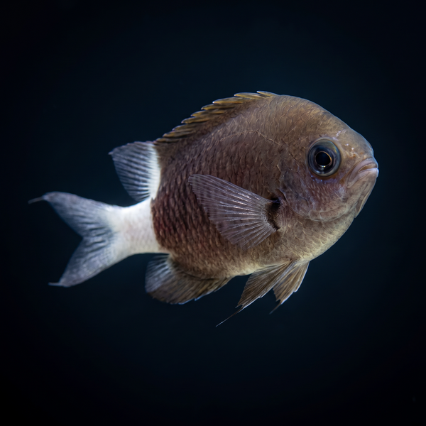 Bicolor Chromis saltwater fish care guide