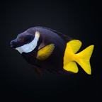 Bicolor Fiji Foxface
