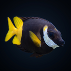 Bicolor Fiji Foxface