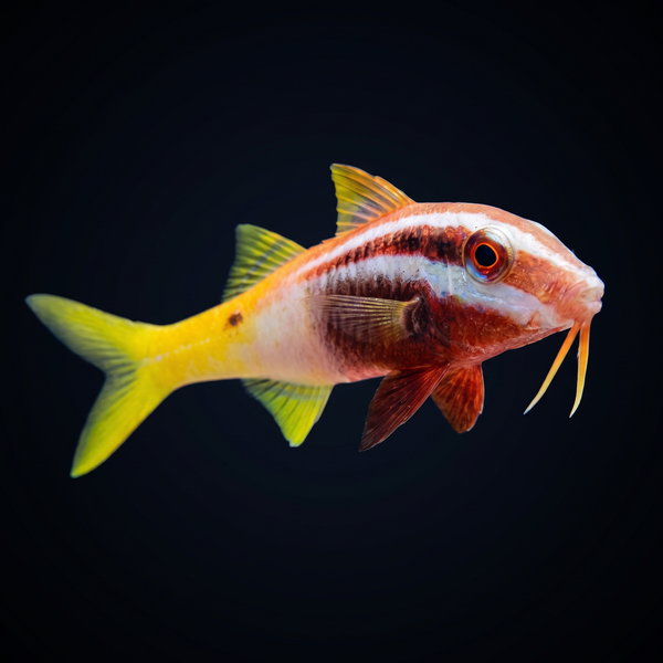 Bicolor Goatfish saltwater fish care guide