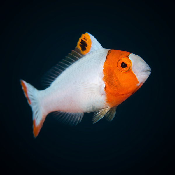 Bicolor Parrotfish saltwater fish care guide