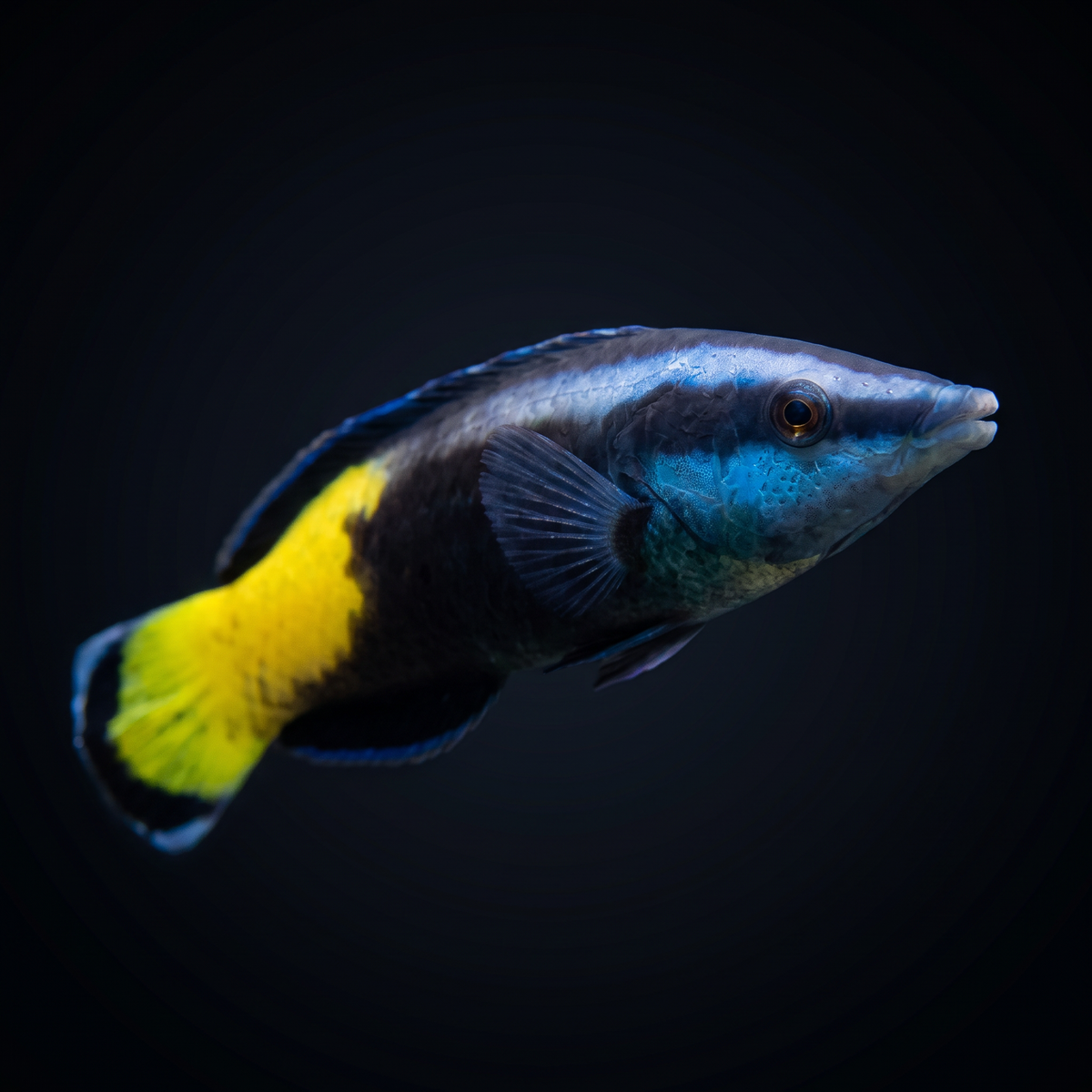Bicolor Cleaner Wrasse saltwater fish care guide