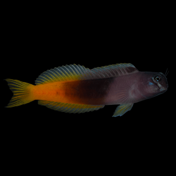 Bicolor Blenny saltwater fish care guide