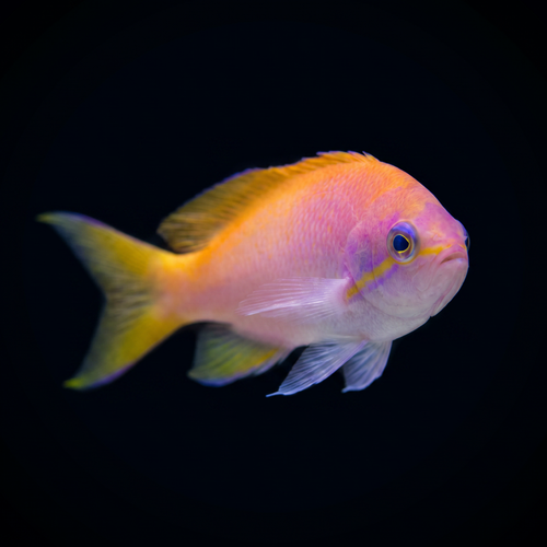 Bimaculatus Anthias - Female