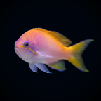 Bimaculatus Anthias - Female