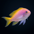 Bimaculatus Anthias - Female
