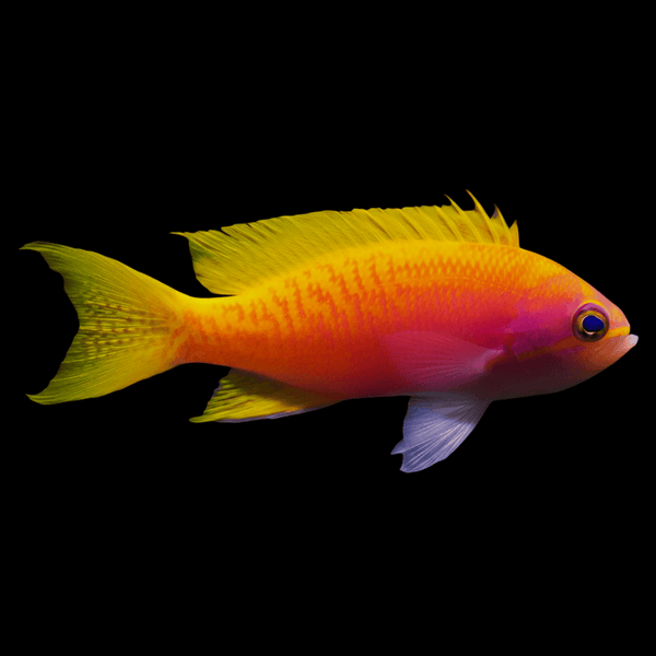 Bimaculatus Anthias (Female) saltwater fish care guide
