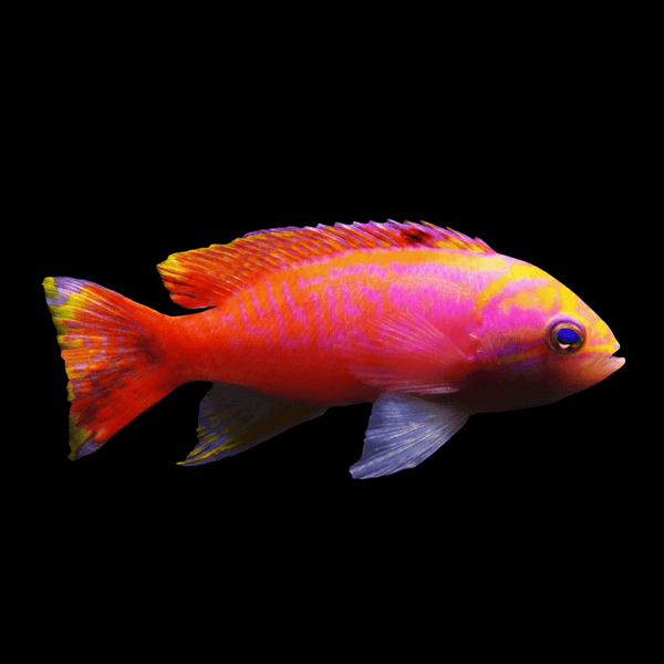Bimaculatus Anthias (Male) saltwater fish care guide