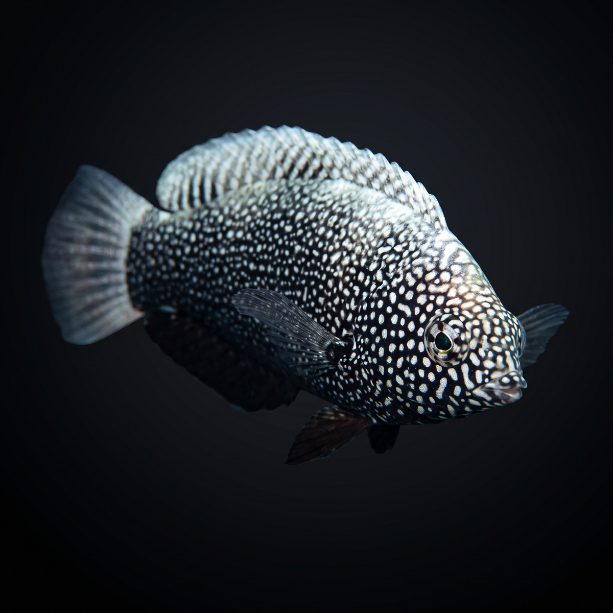 Black Leopard Wrasse saltwater fish care guide