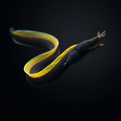 Black Ribbon Eel