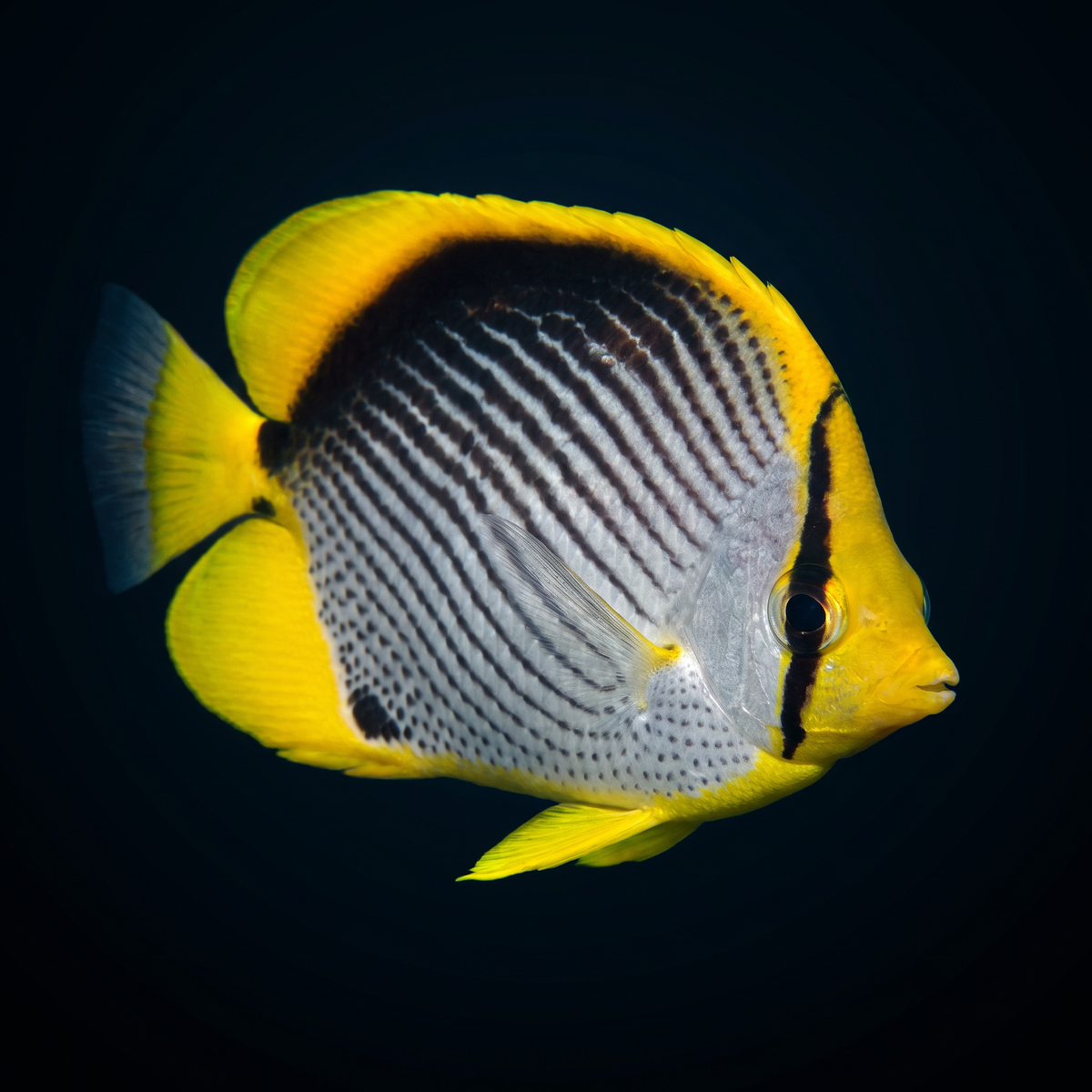 Black Back Butterflyfish saltwater fish care guide
