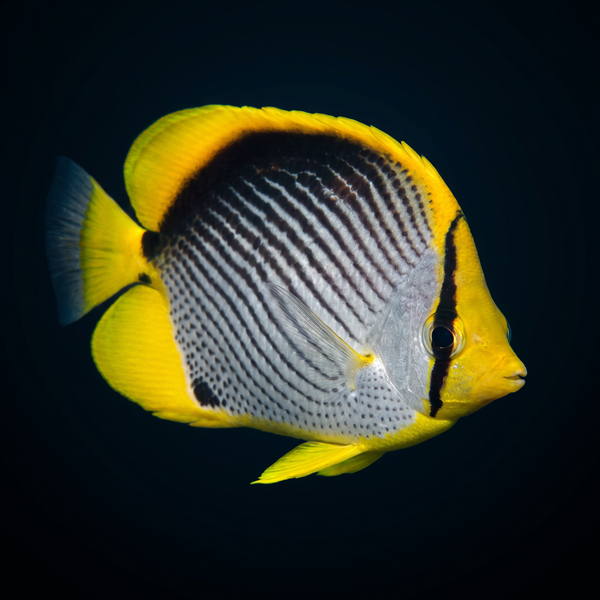 Black Back Butterflyfish saltwater fish care guide