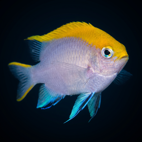 Black Damsel saltwater fish care guide