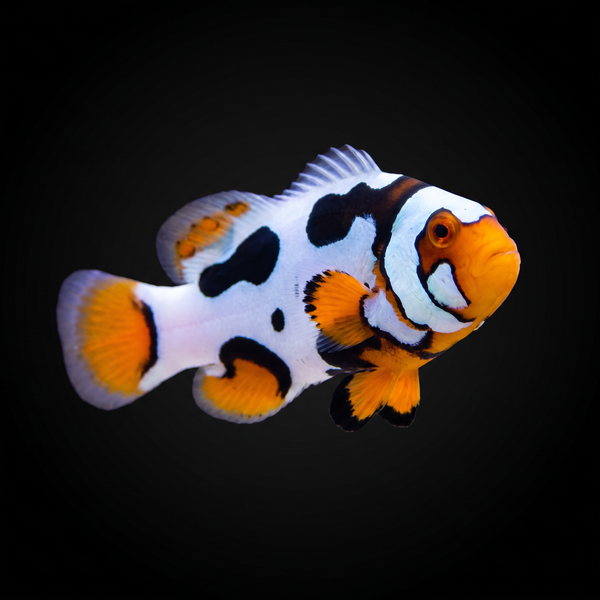 Black Helmet Picasso Clownfish saltwater fish care guide
