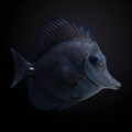Black Longnose Tang