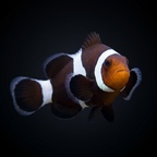 Black Ocellaris Clownfish