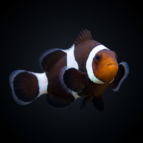 Black Ocellaris Clownfish