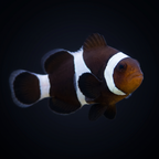 Black Ocellaris Clownfish