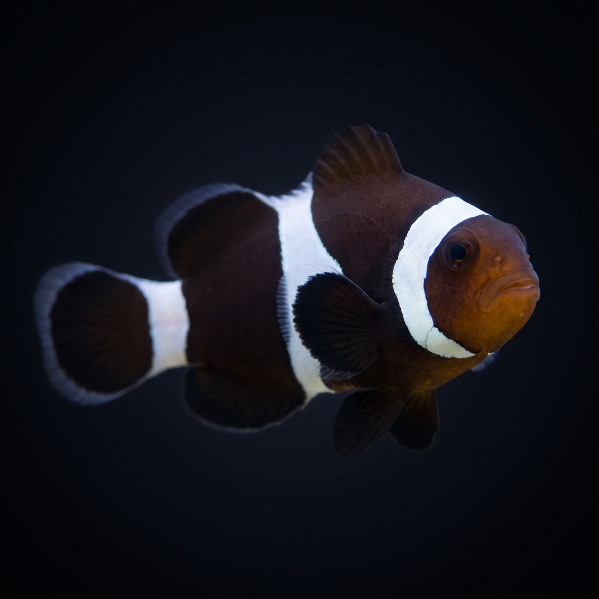 Black Ocellaris Clownfish