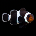 Black Ocellaris Clownfish — Amphiprion ocellaris