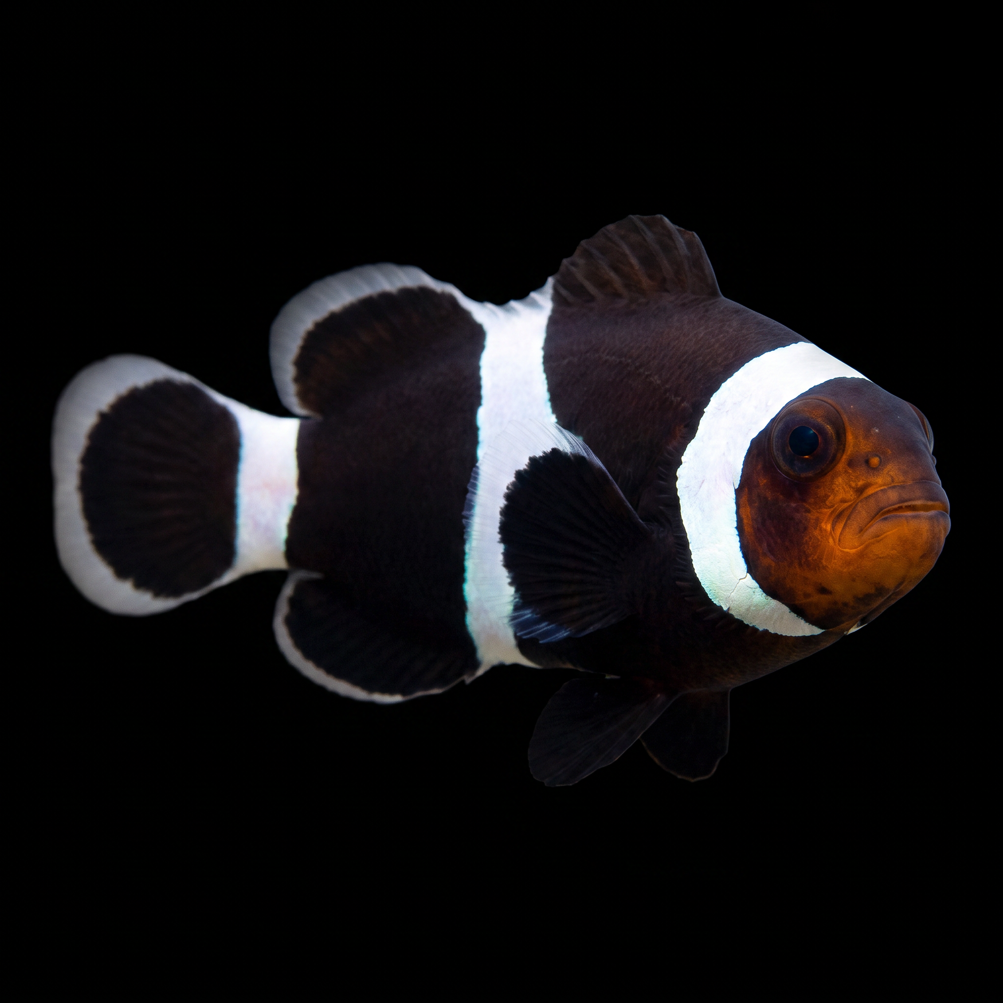 Black Ocellaris Clownfish — Amphiprion ocellaris