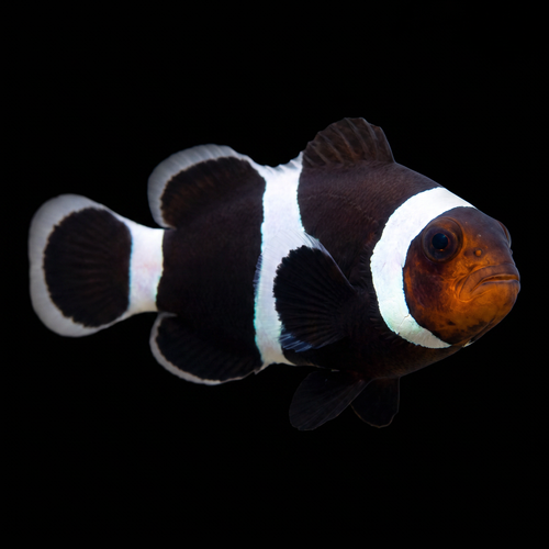 Black Ocellaris Clownfish — Amphiprion ocellaris