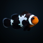 Black Snowflake Clownfish - Amphiprion ocellaris