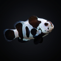 Black Storm Clownfish - Amphiprion ocellaris