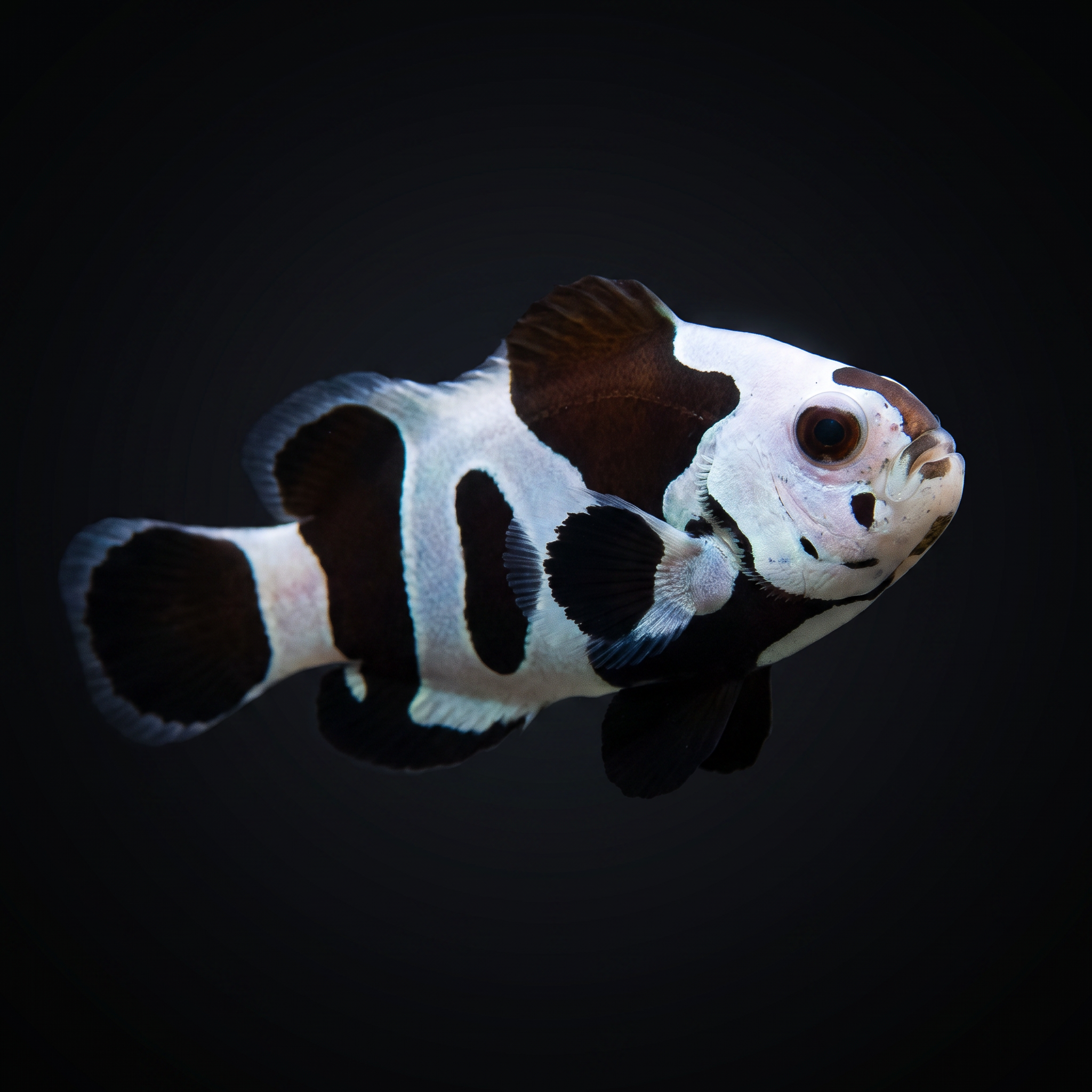 Black Storm Clownfish - Amphiprion ocellaris