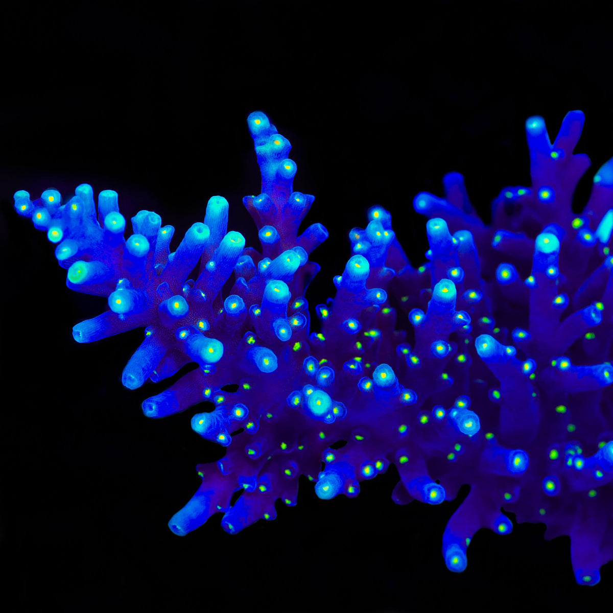 Black Sabbath Dragon Acropora Coral - mother colony