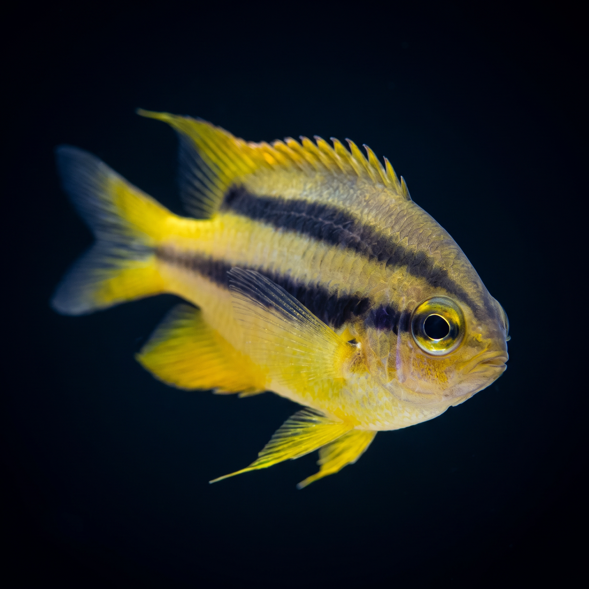 Black and Gold Chromis saltwater fish care guide