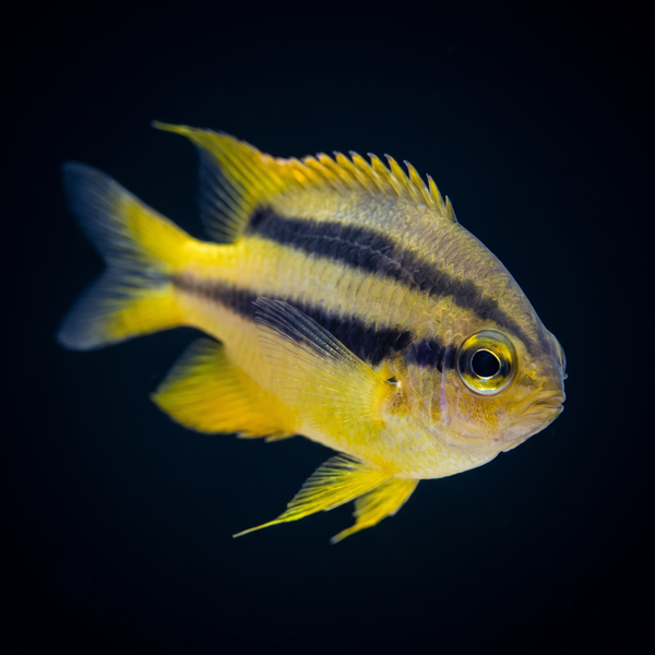 Black and Gold Chromis saltwater fish care guide